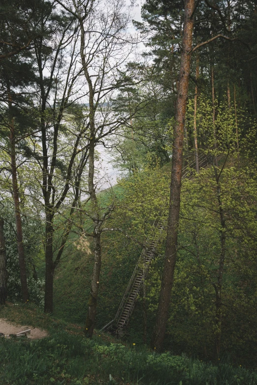 the green field has many trees near it