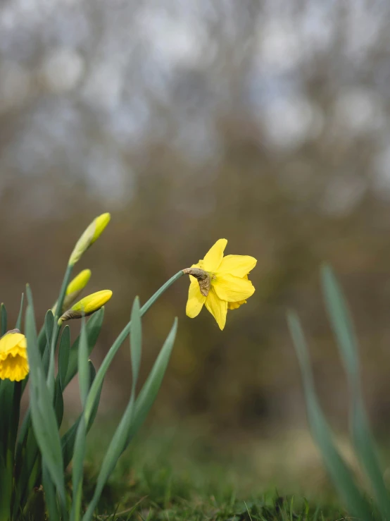 some yellow flowers that are growing on a lawn