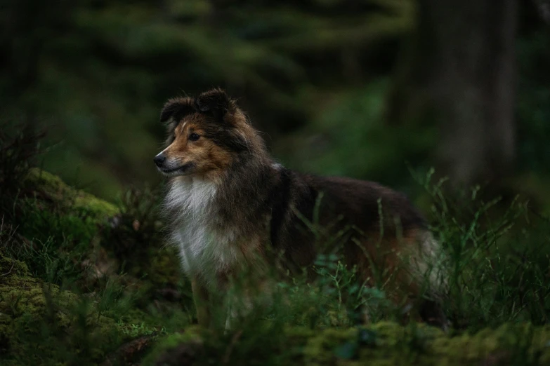 a brown and white dog standing in the grass