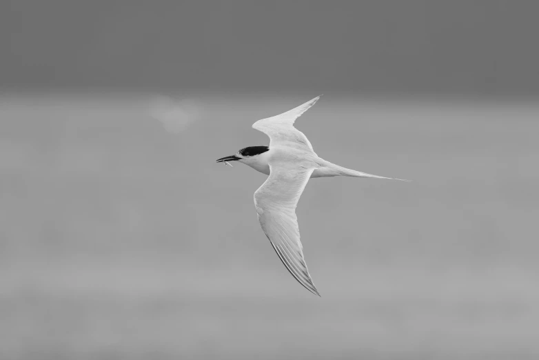 a bird is flying in the sky over water