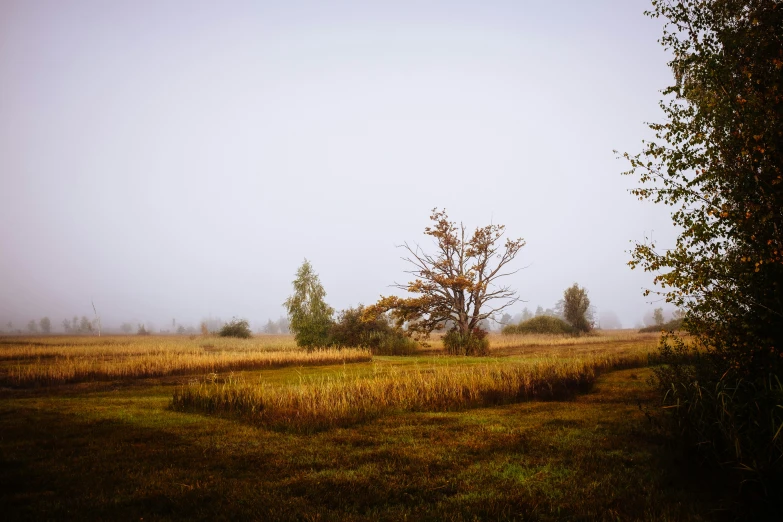 the field has a few trees along the far side