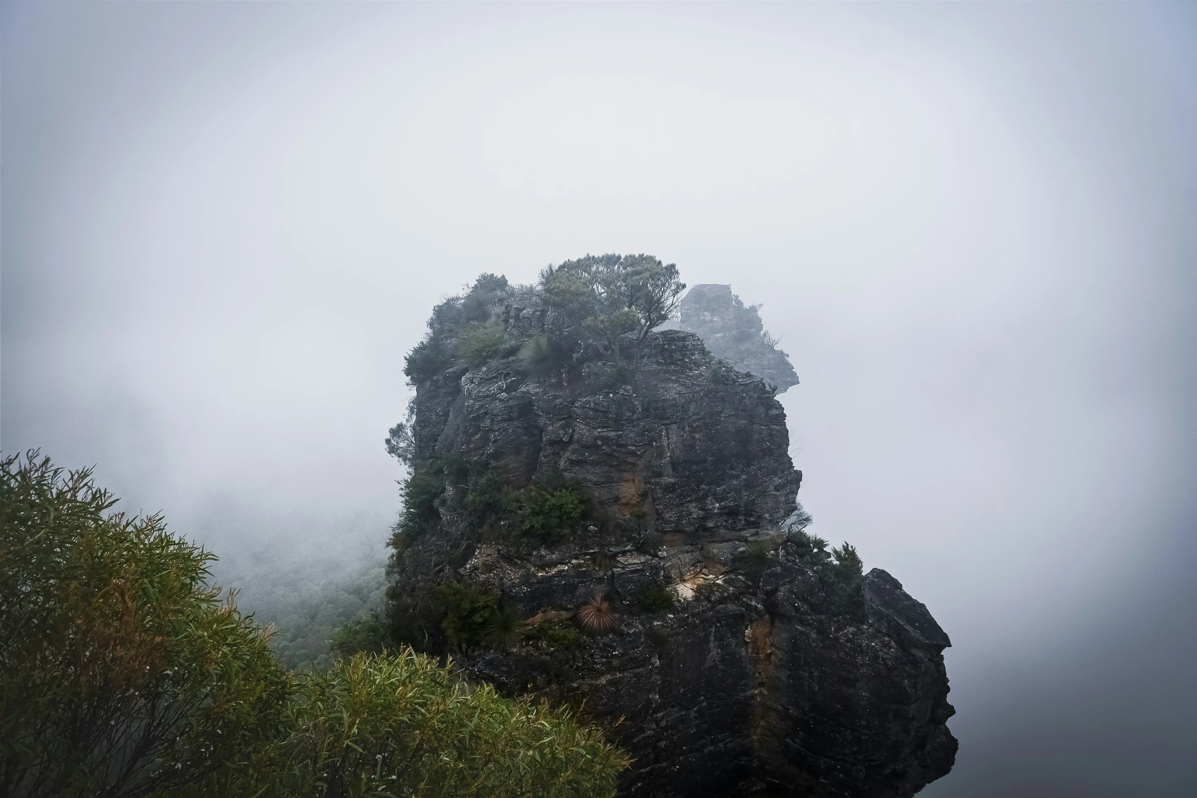 the big tree is sticking out of the fog