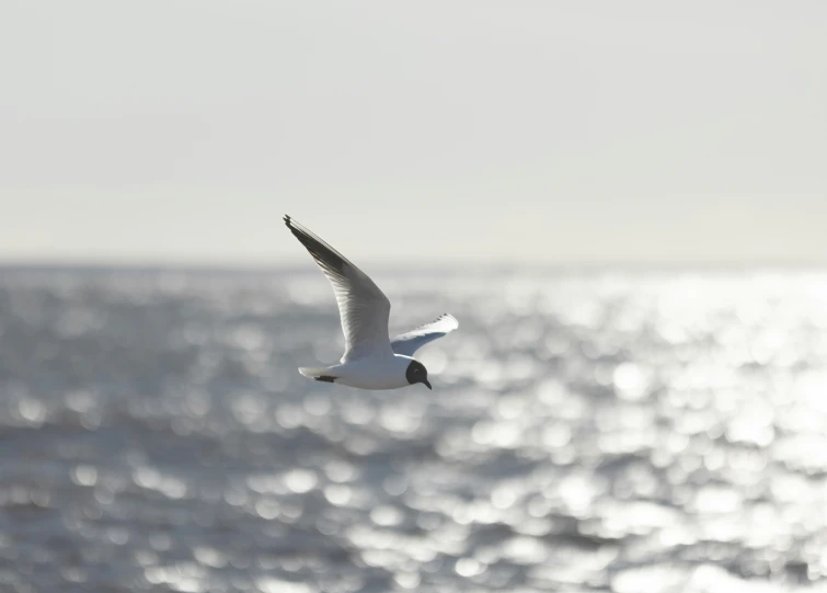 a white bird flying over a large body of water