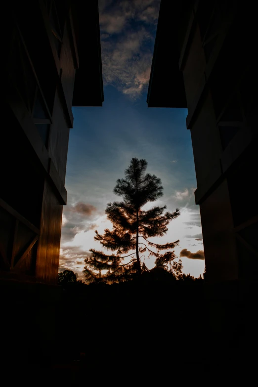 trees in between two buildings with the sky and clouds in the background