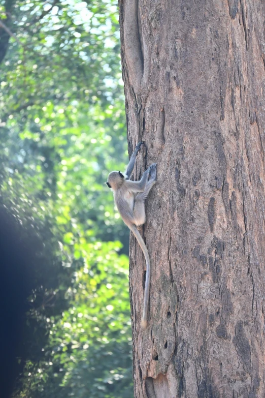 an animal on the side of a tree trunk