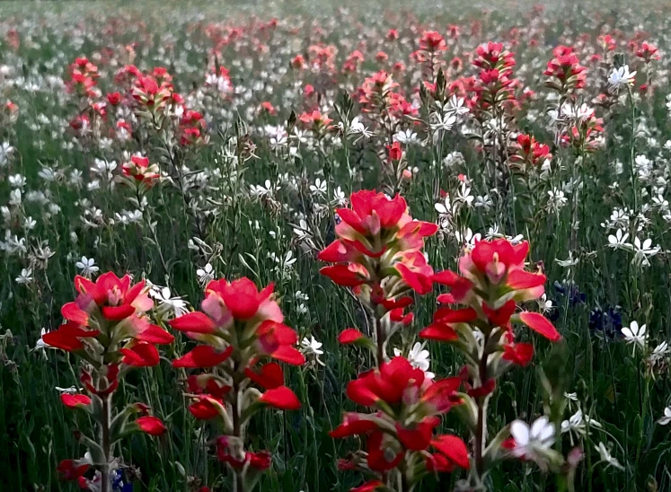 a red and white flower is shown in a field