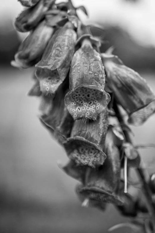 a black and white pograph of a flower