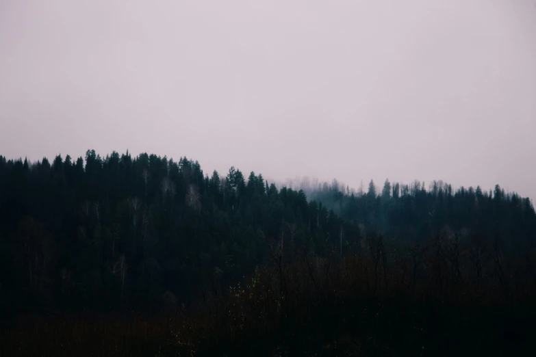 an airplane flying over a forest filled with trees