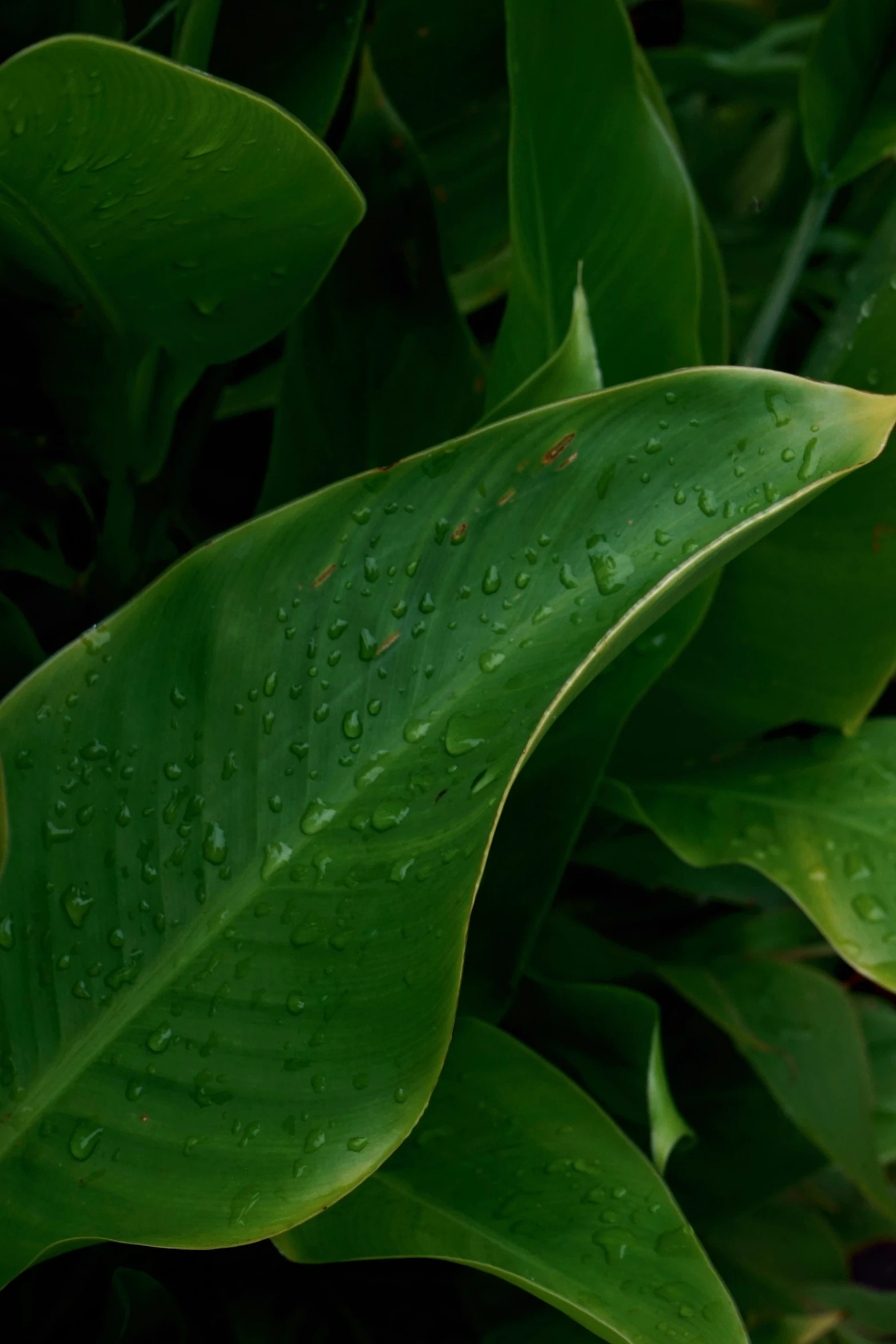 a green leaf with some water droplets on it