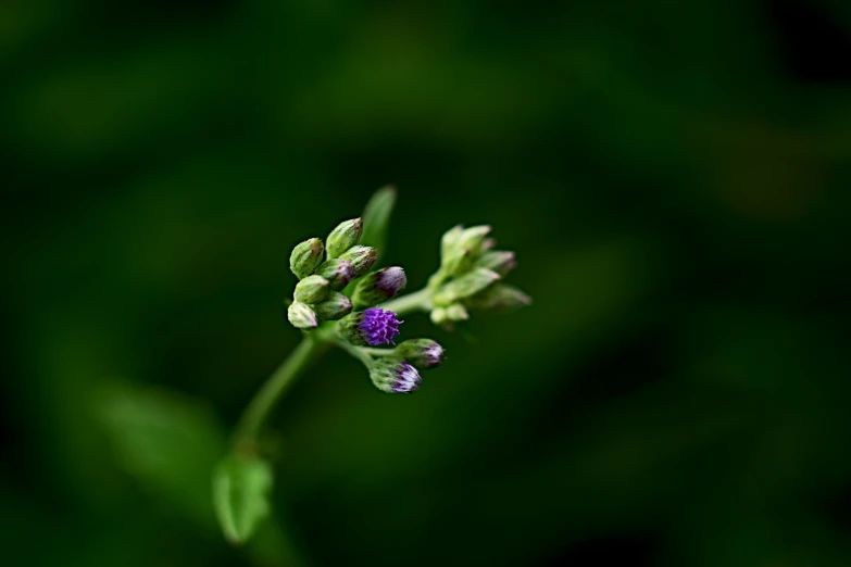 a small purple flower with some leaves next to it