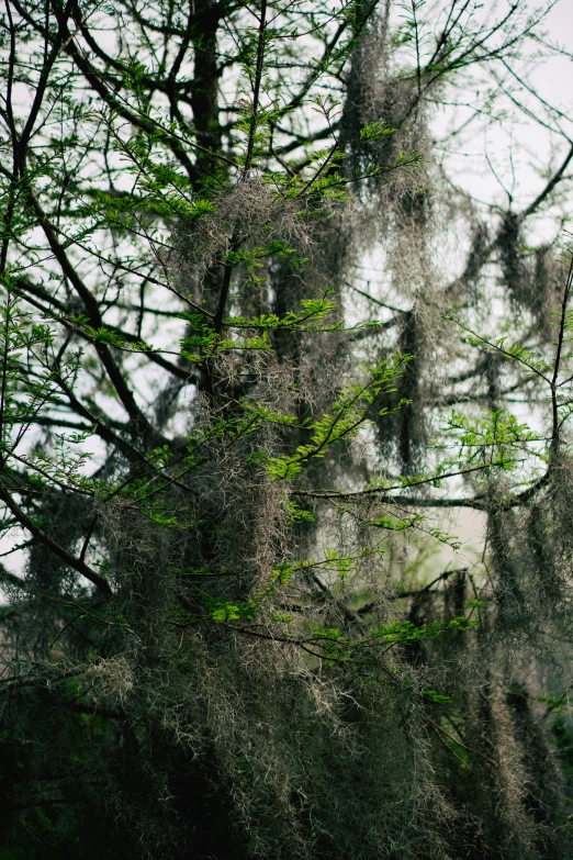 a green tree with spanish moss in the background