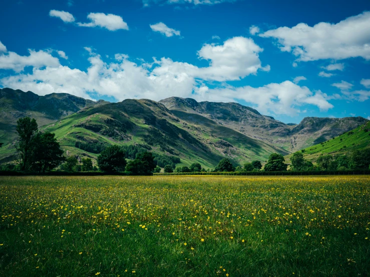 a field of flowers and a mountain view