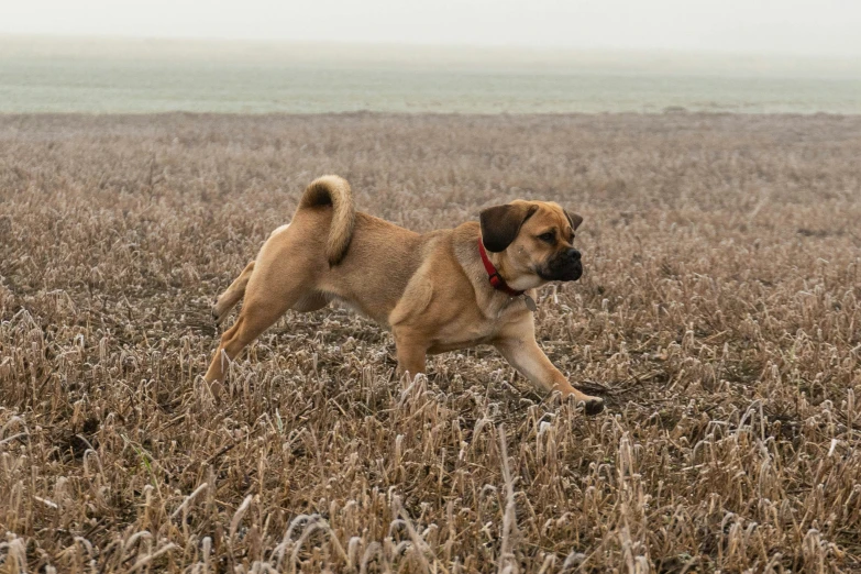 a very cute small brown dog in a field