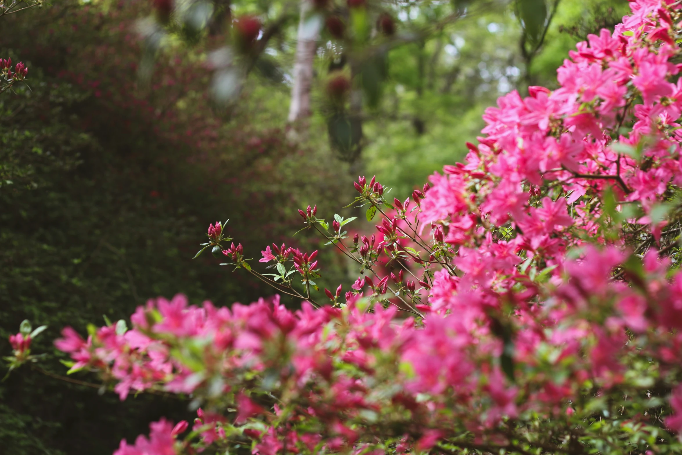 some pink flowers are growing by a small bush