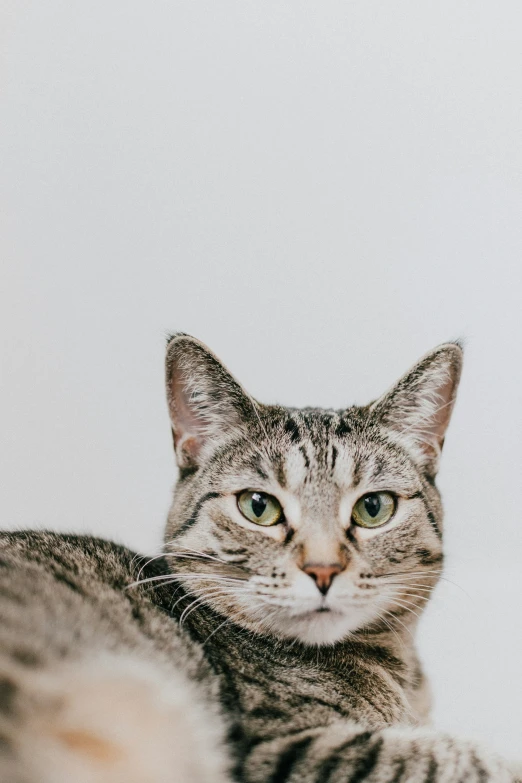 a striped cat sitting on a table next to a white wall