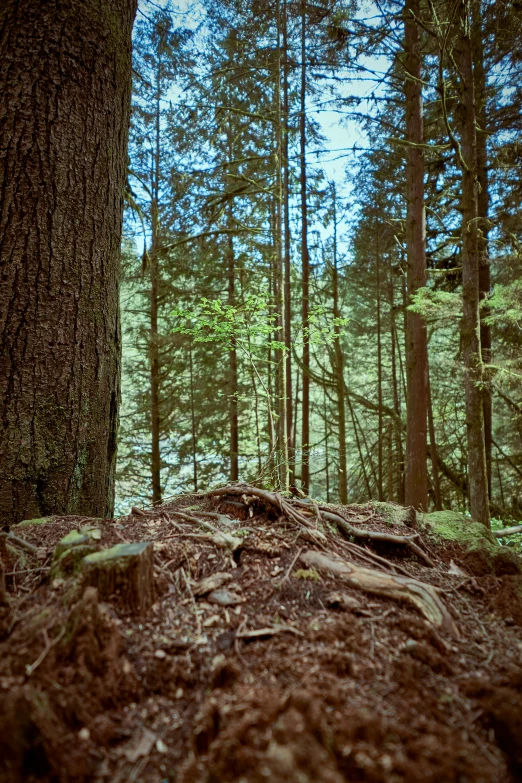 an empty clearing in the forest is pictured