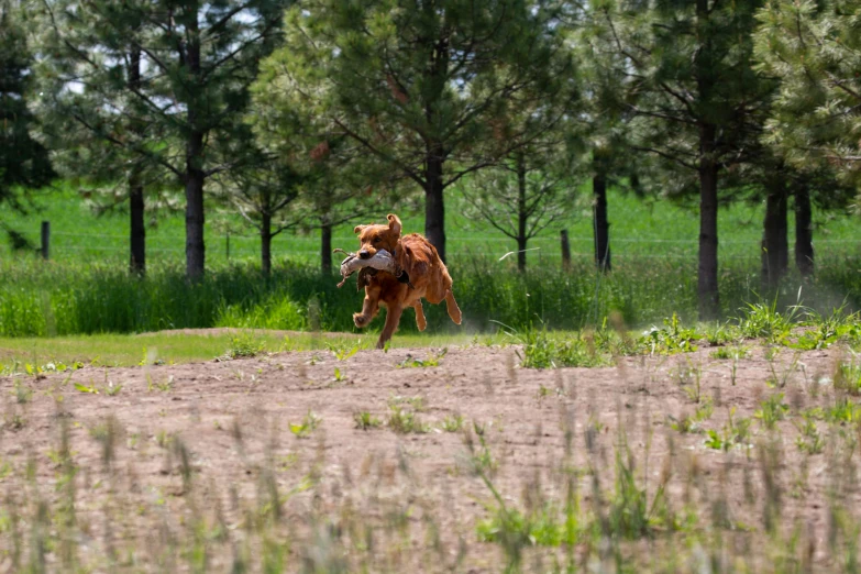 an animal that is standing in the dirt