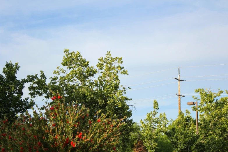 a street with trees and power lines on a clear day