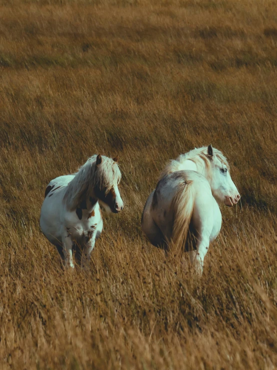 two white horses walking in a tall grass covered field