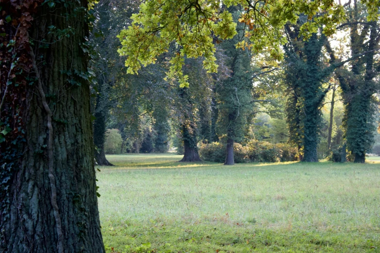 a field and trees in a park