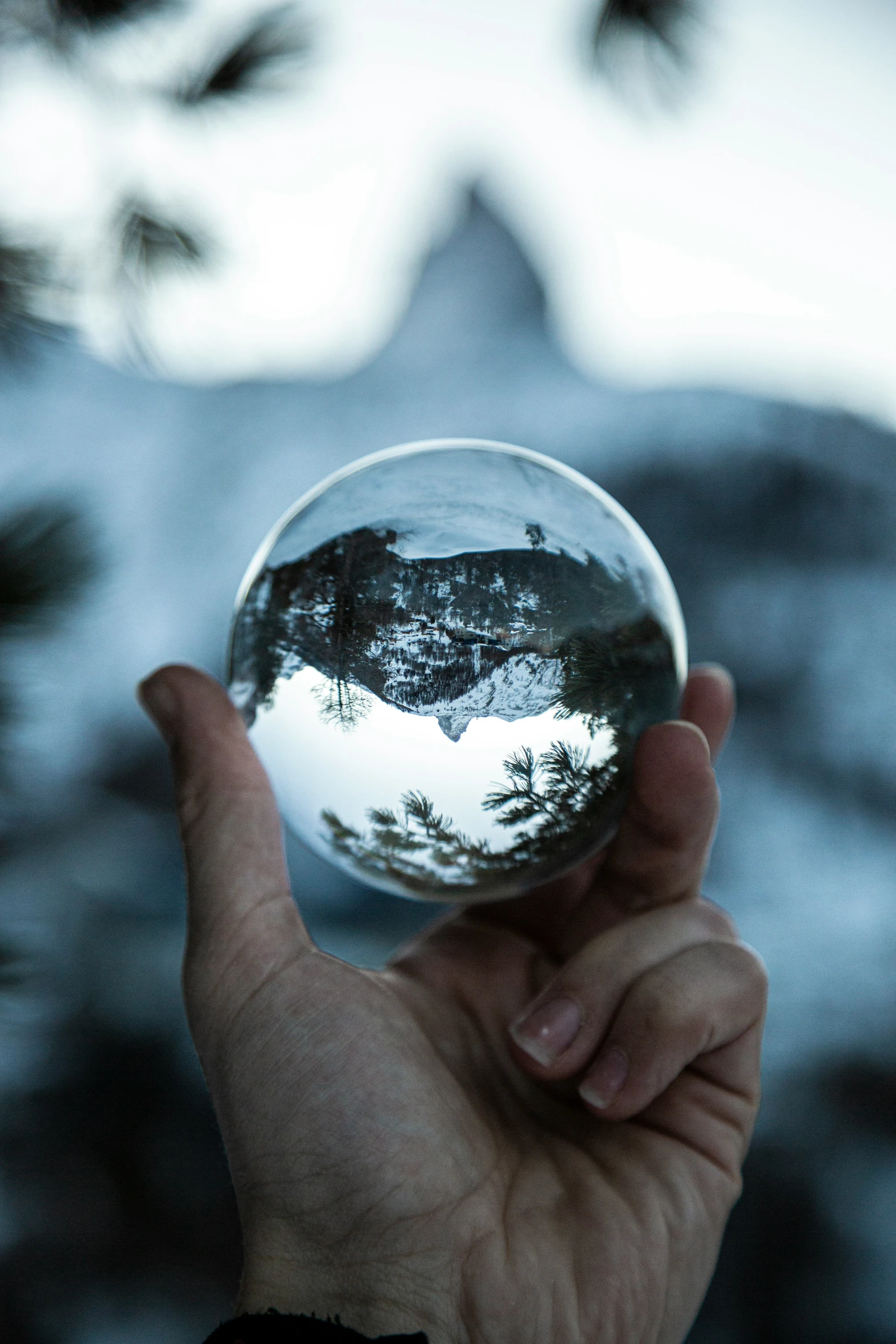 a person holds a small round object in their hand