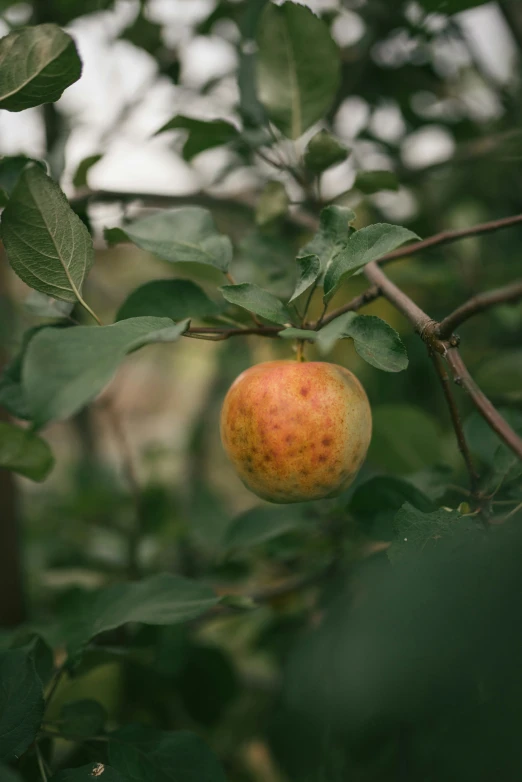 an apple hangs in the fruit tree on a cloudy day