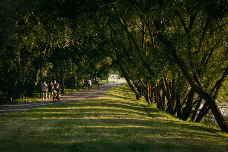 several people are riding bicycles down a wooded road