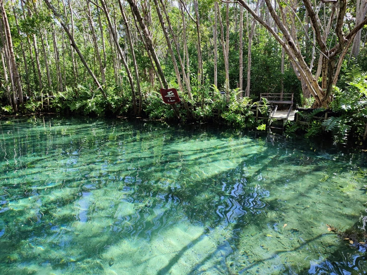 the blue waters are full of different green algae