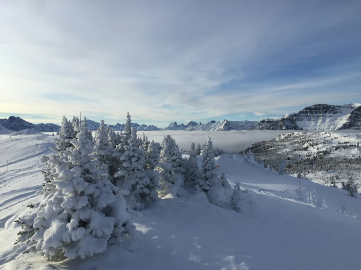 some snow covered trees on the top of a hill