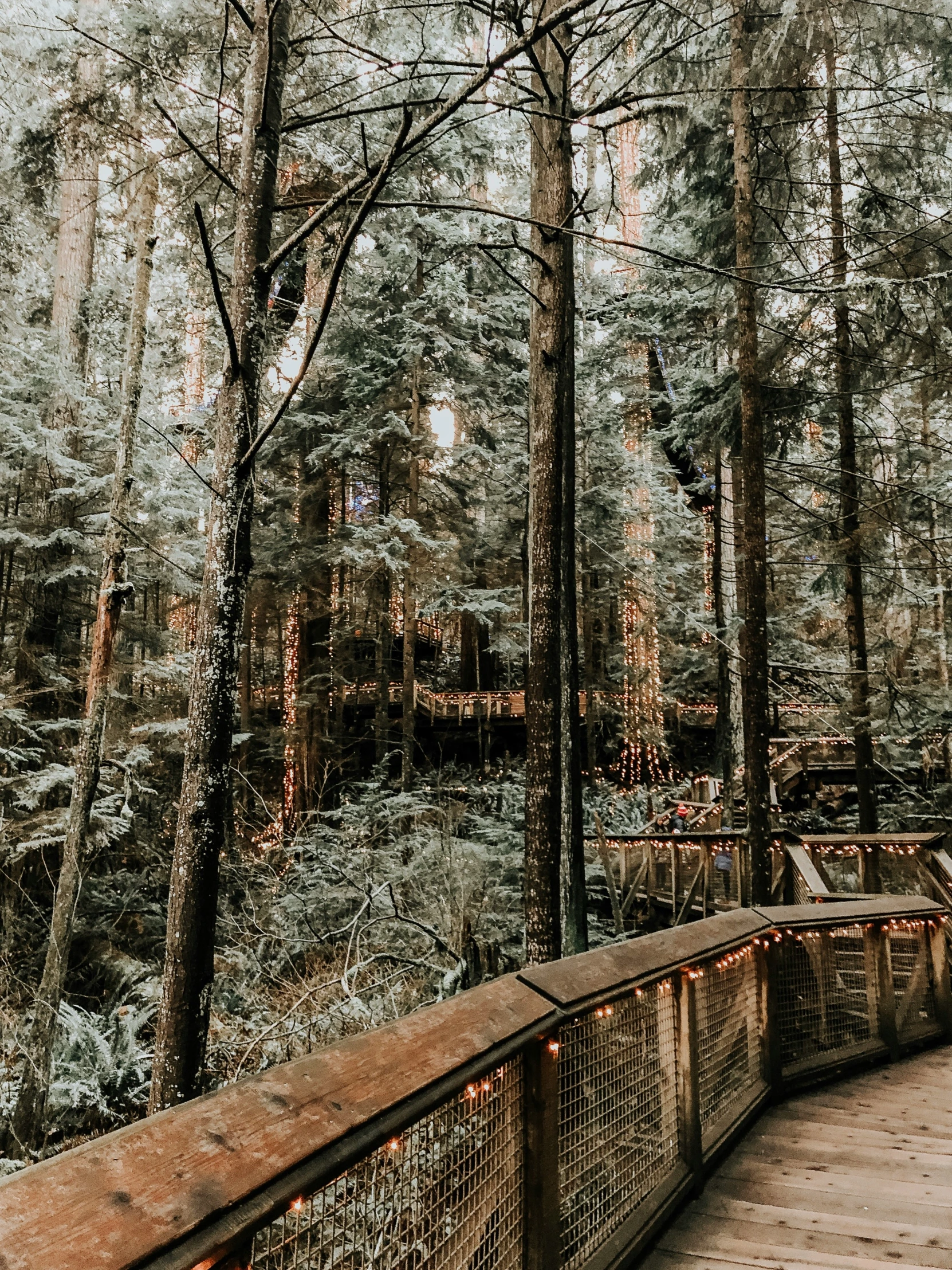 a wooden bridge over a river surrounded by tall trees