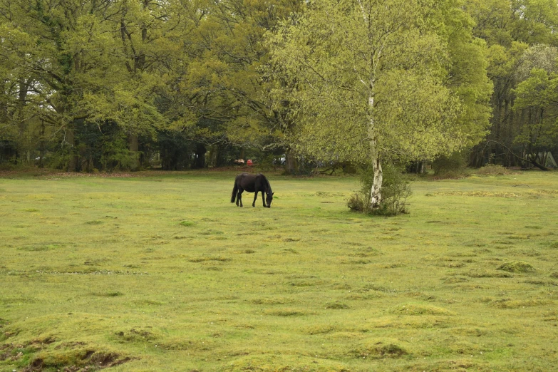 a horse stands alone in the middle of a field