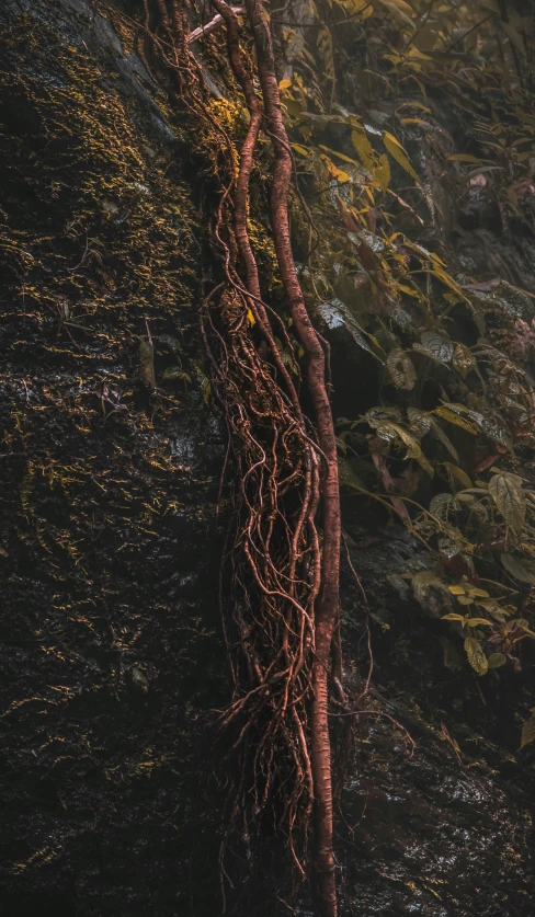 roots are growing on the side of a body of water