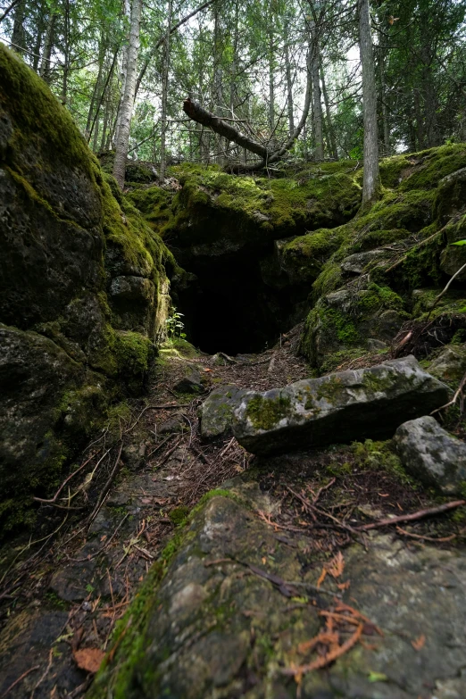 moss covered rocks and plants in a heavily wooded area