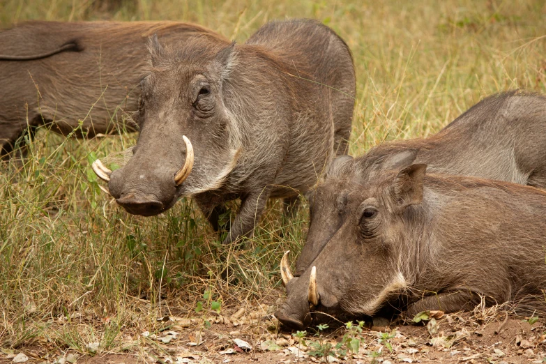 three warthogs in a field next to each other