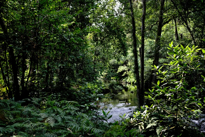 a river in the middle of some forest