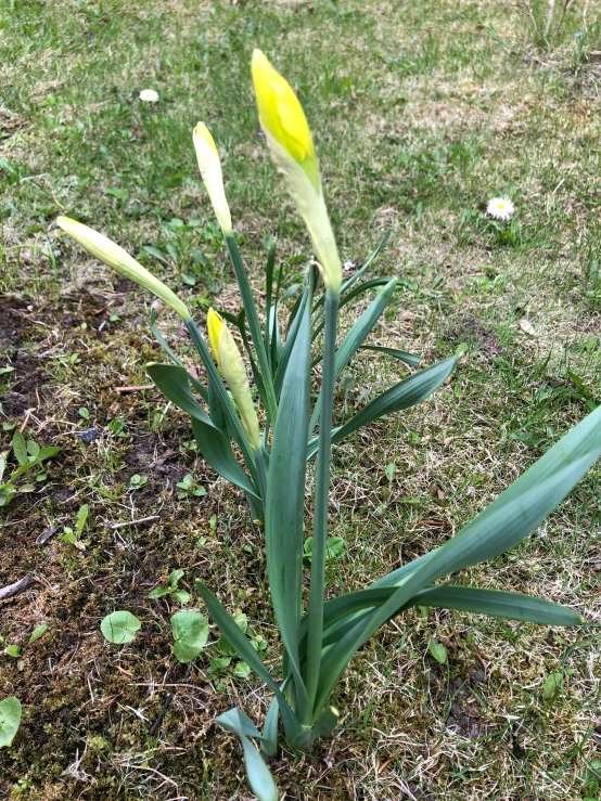 some flowers are in a planter in the grass