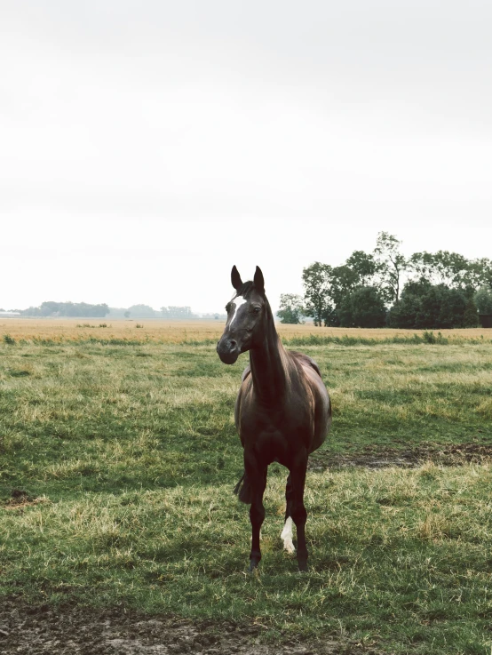 a horse is standing in the grass in front of trees