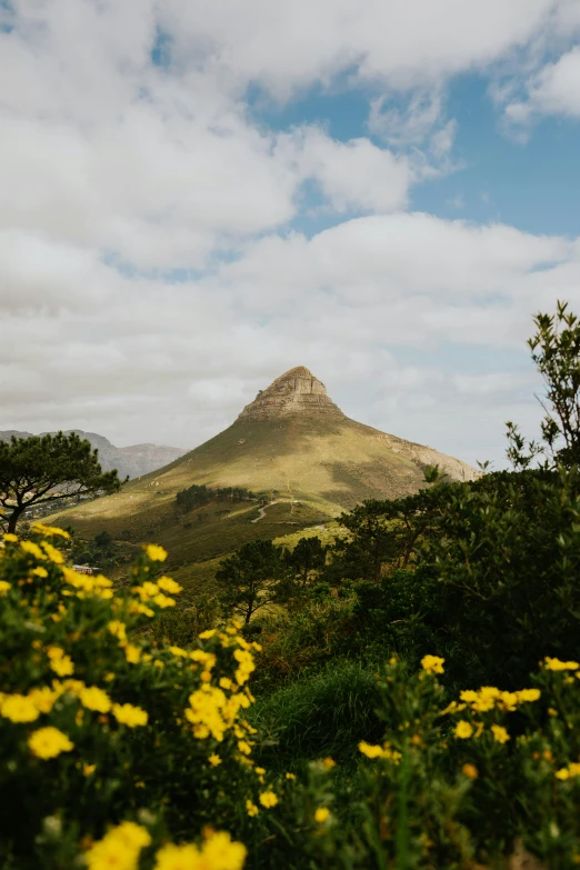 a mountain surrounded by yellow flowers on the ground