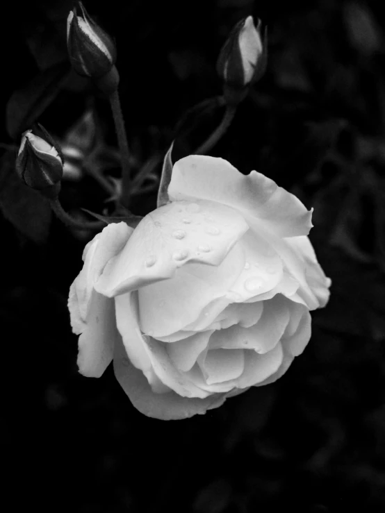 a black and white po of a single white rose with drops of water on it