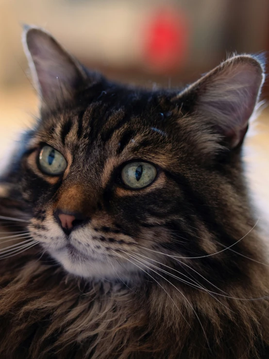 a large long haired black cat with green eyes