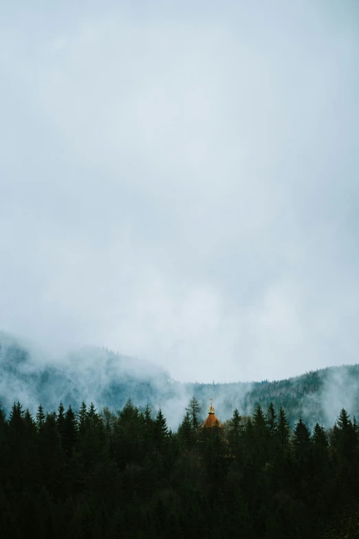 tall trees sit on the mountain with a foggy sky