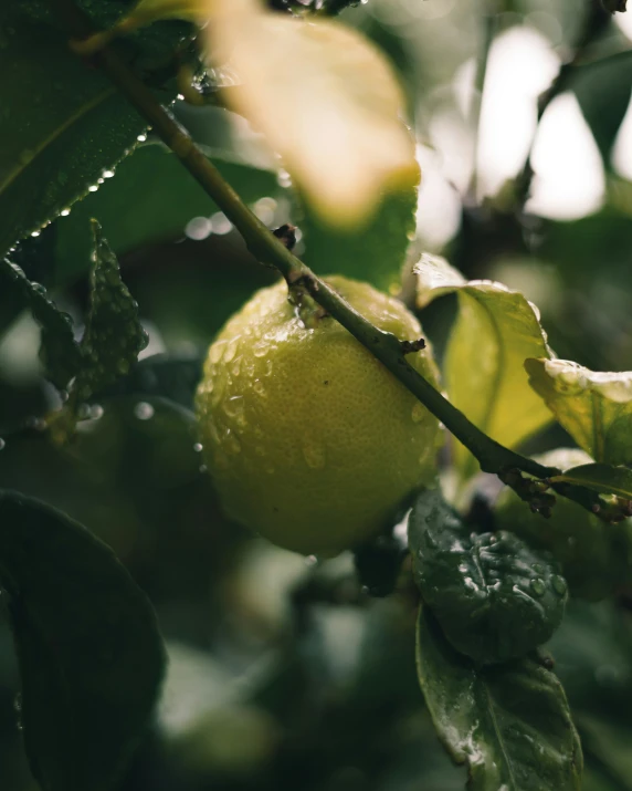 an orange hanging on a nch in the rain