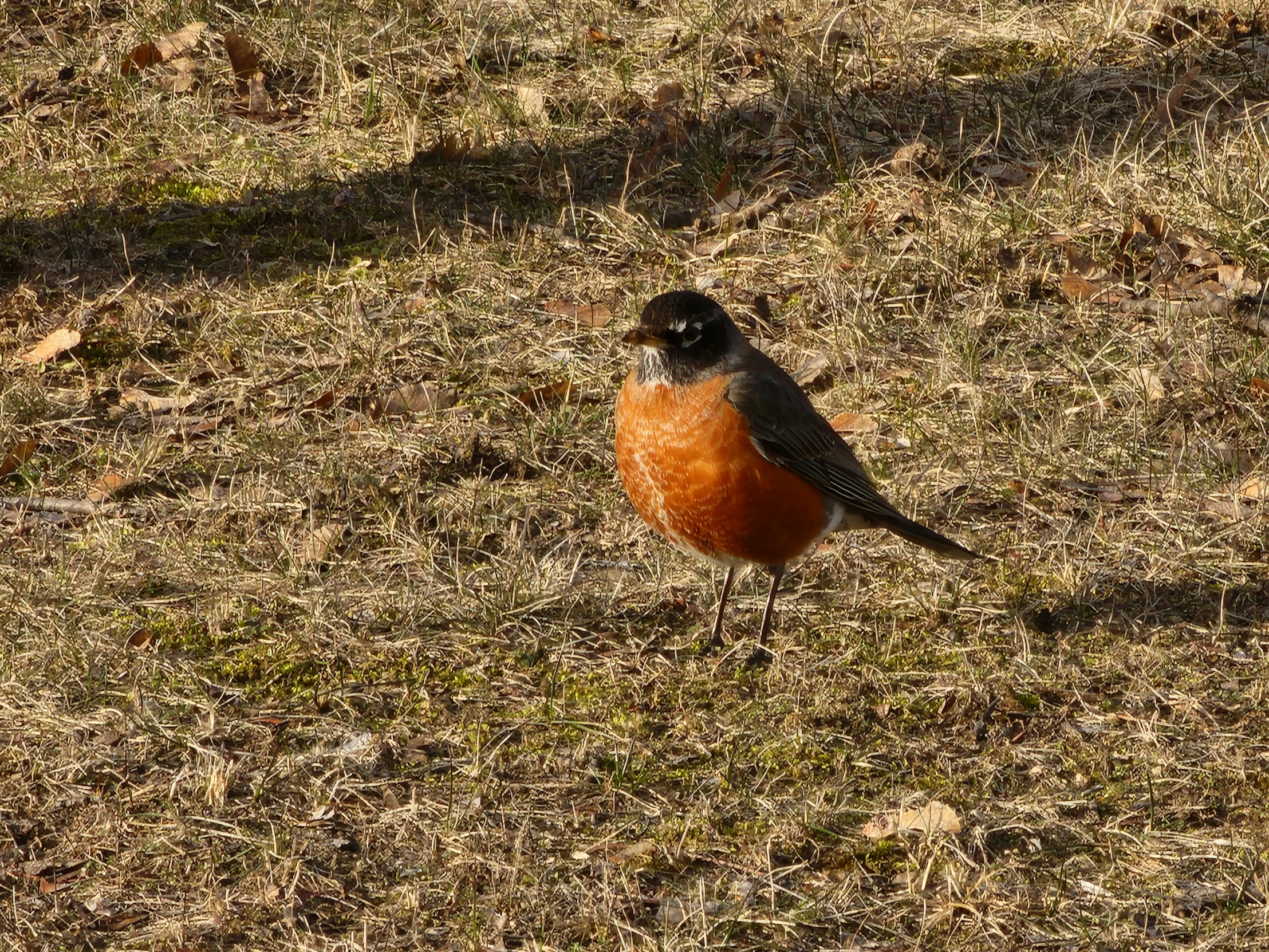 the small bird is standing in the grass outside