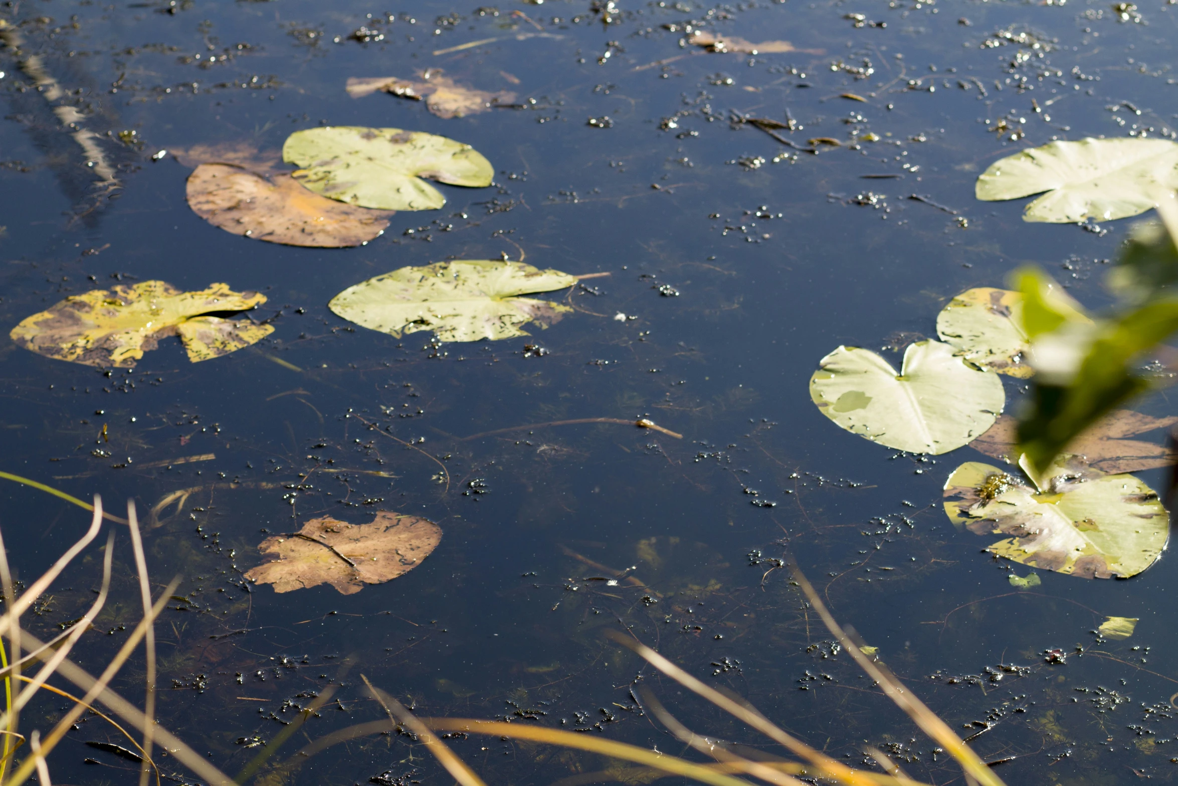 a bunch of water lilies are floating on the surface