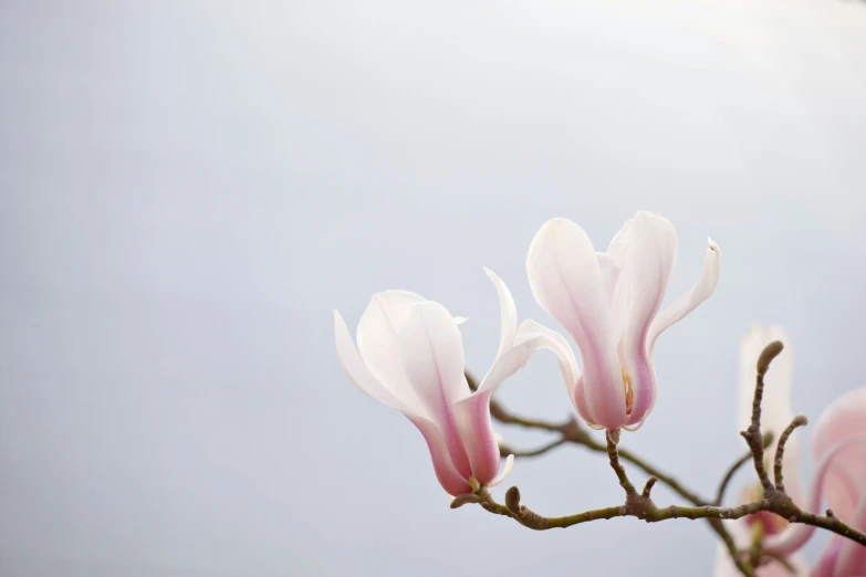 some very pretty pink flowers on a tree