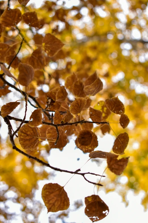 a nch with leaves and yellow tree in the background