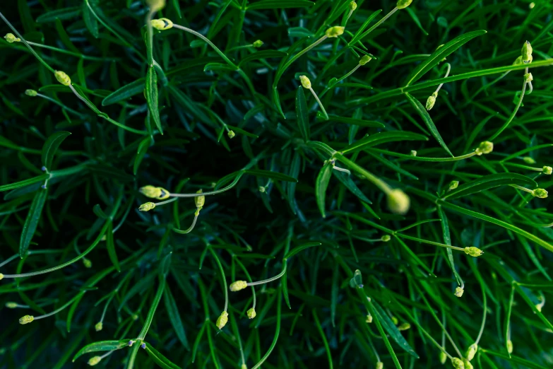 closeup of a leafy tree with lots of buds