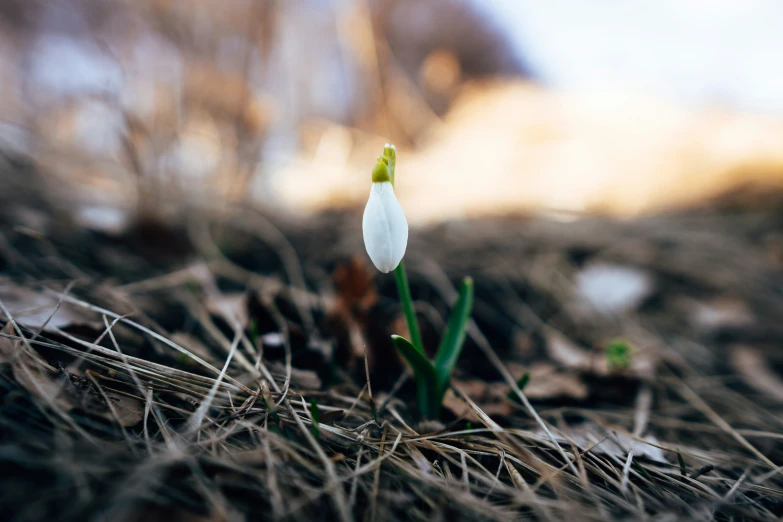 a white flower is growing from some brown grass