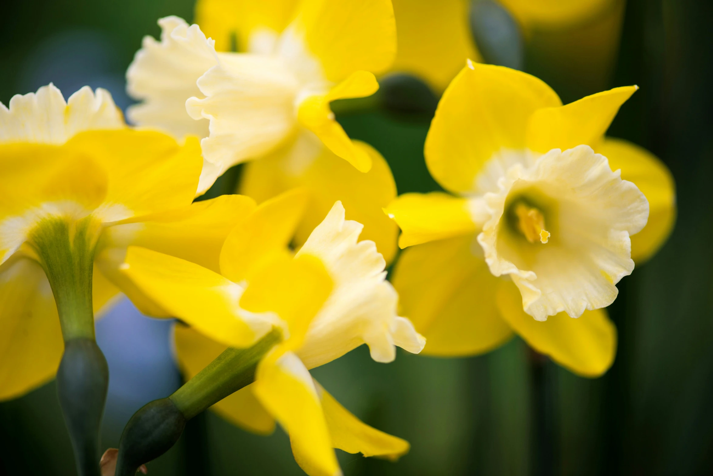 some very pretty yellow flowers in a close up view