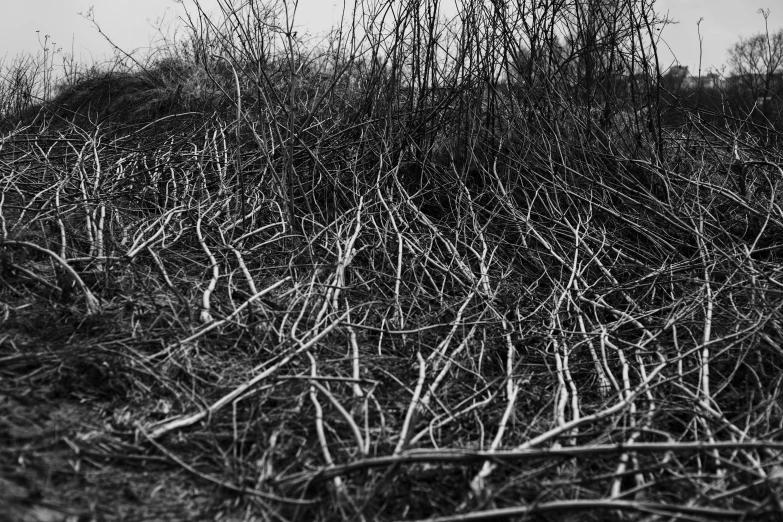 many sticks sitting on top of a grassy hill